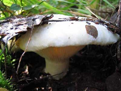 1265364709_g47_1.jpg
