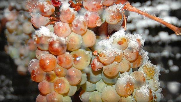 ice-wine grapes.jpg