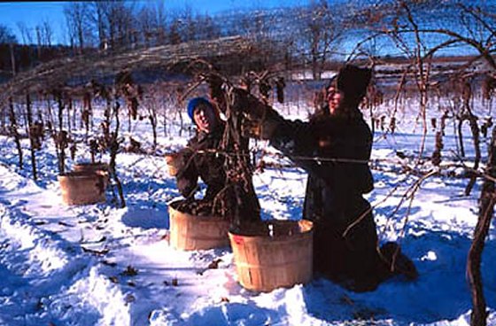 icewine_gallery2.jpg