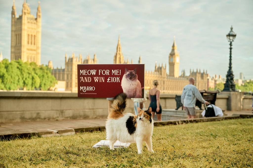The Marro Meow Competition2