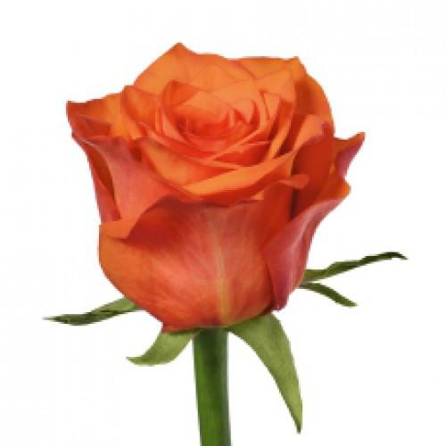 4393-500x500.jpg