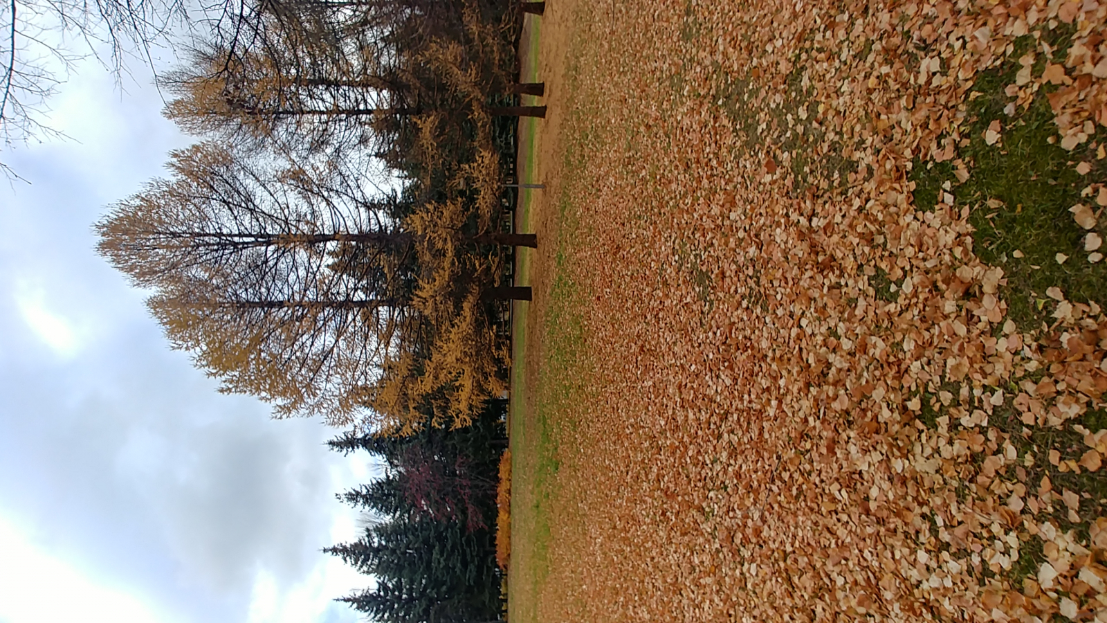 20201021_135542_HDR