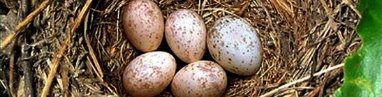 1256514932_image0062.jpg