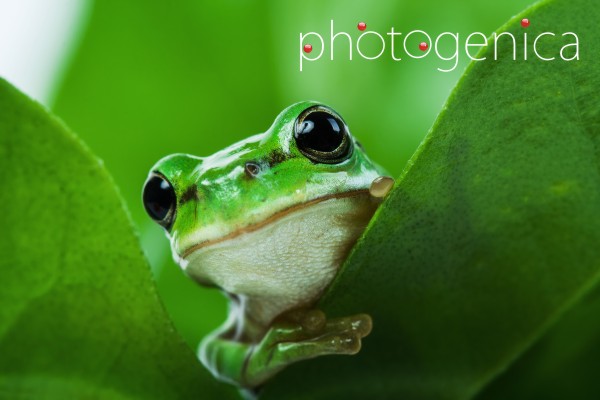 �������� �����������