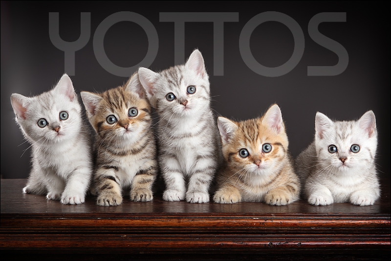 ������ ���� �������� ��������-��������