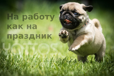 MiniMops.jpg