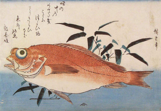 fishboard_h.jpg